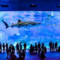 El acuario de Churaumi