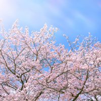 La flor Sakura (cerezo en flor)