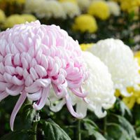 Flor nacional de Japón: el crisantemo