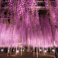 Ashikaga flower park