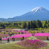 Festival Shibazakura en el Mt Fuji