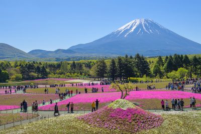 shibazakura cerca de Mt Fuji