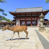 Donde va a visitar en Nara ?