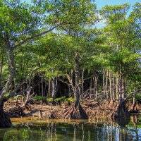 Isla de Iriomote