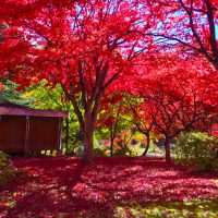 El otoño en Japón (Aki)