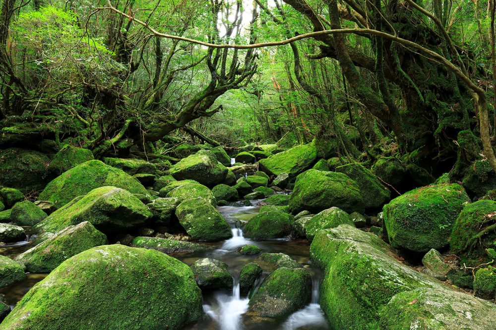 yakushima