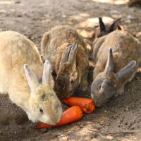Cómo interactuar con los conejos de Okunoshima
