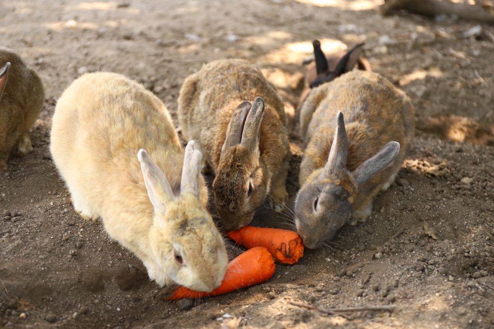 Okunoshima