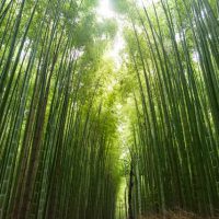 Arashiyama