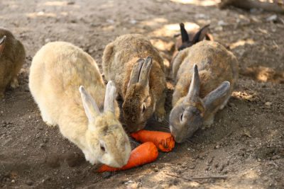 conejo en Okunoshima