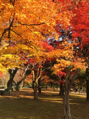 Castillo Nijo en otoño