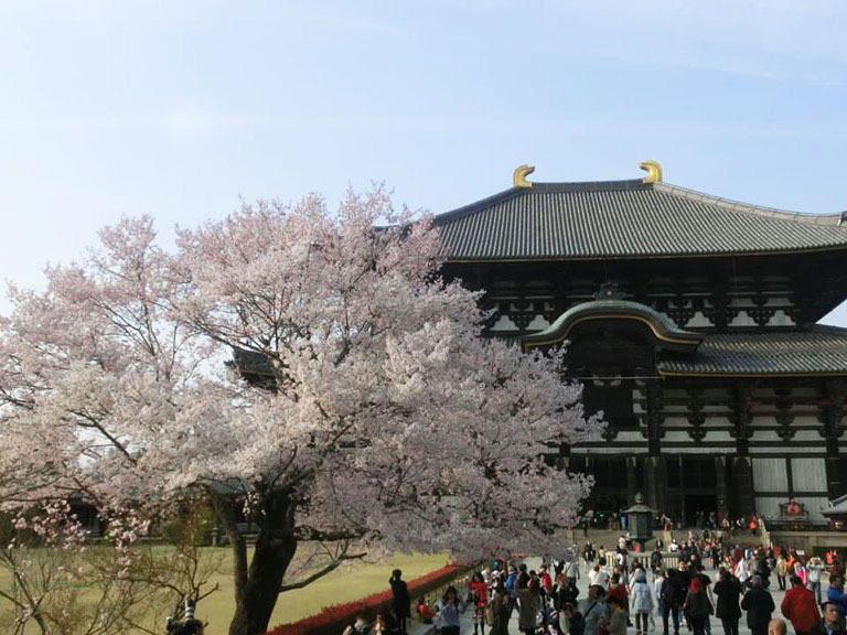 todaiji con cerezo