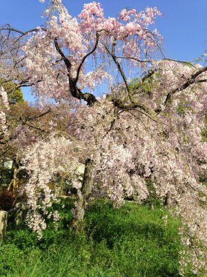 Castillo Nijo en primavera