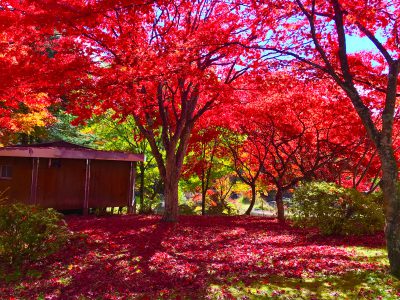 nagano atono