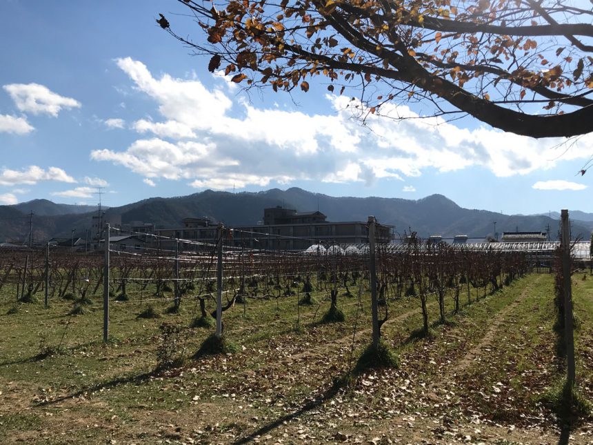 bodega de vino en japon