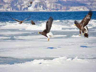 aves en hokkaido