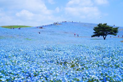 flores en parque