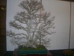 El bonsai y los jardines japonesas en Japón